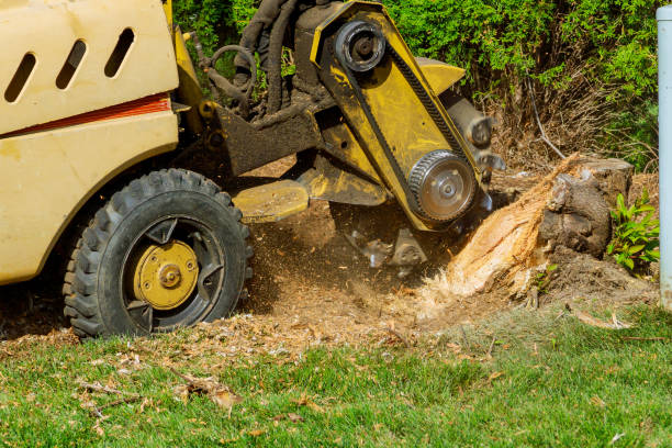 Best Tree Care Services  in USA